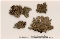 藏品(網梅衣)的圖片